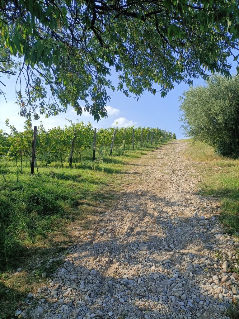 Sulla Via Carolingia - Camminata da Cavriana a Volta Mantovana tra storia e paesaggi